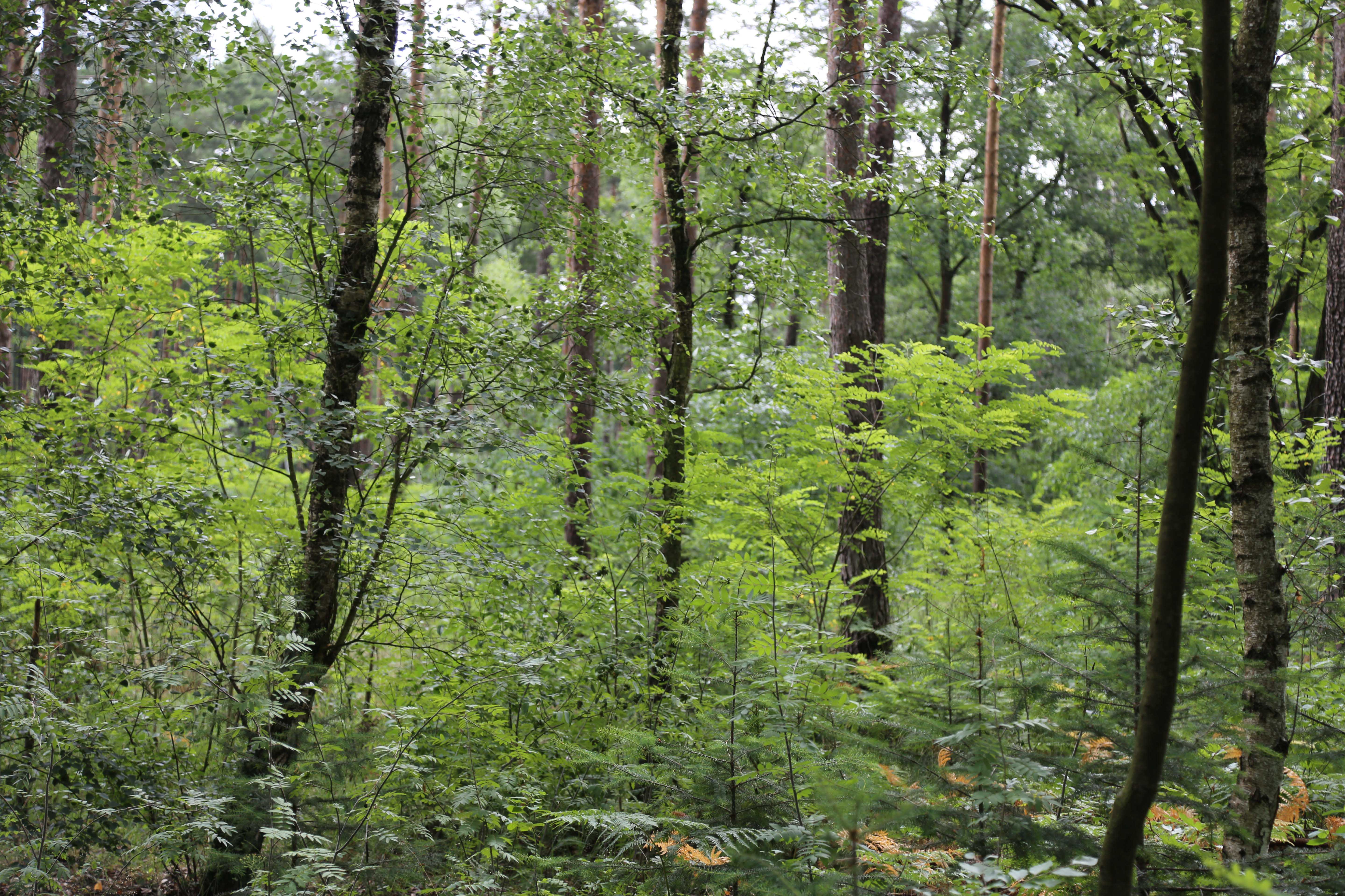 Pina Earth: Turning a monoculture into a biodiverse forest in Germany, Brandenburg - Luckaitz Valley - Image 2