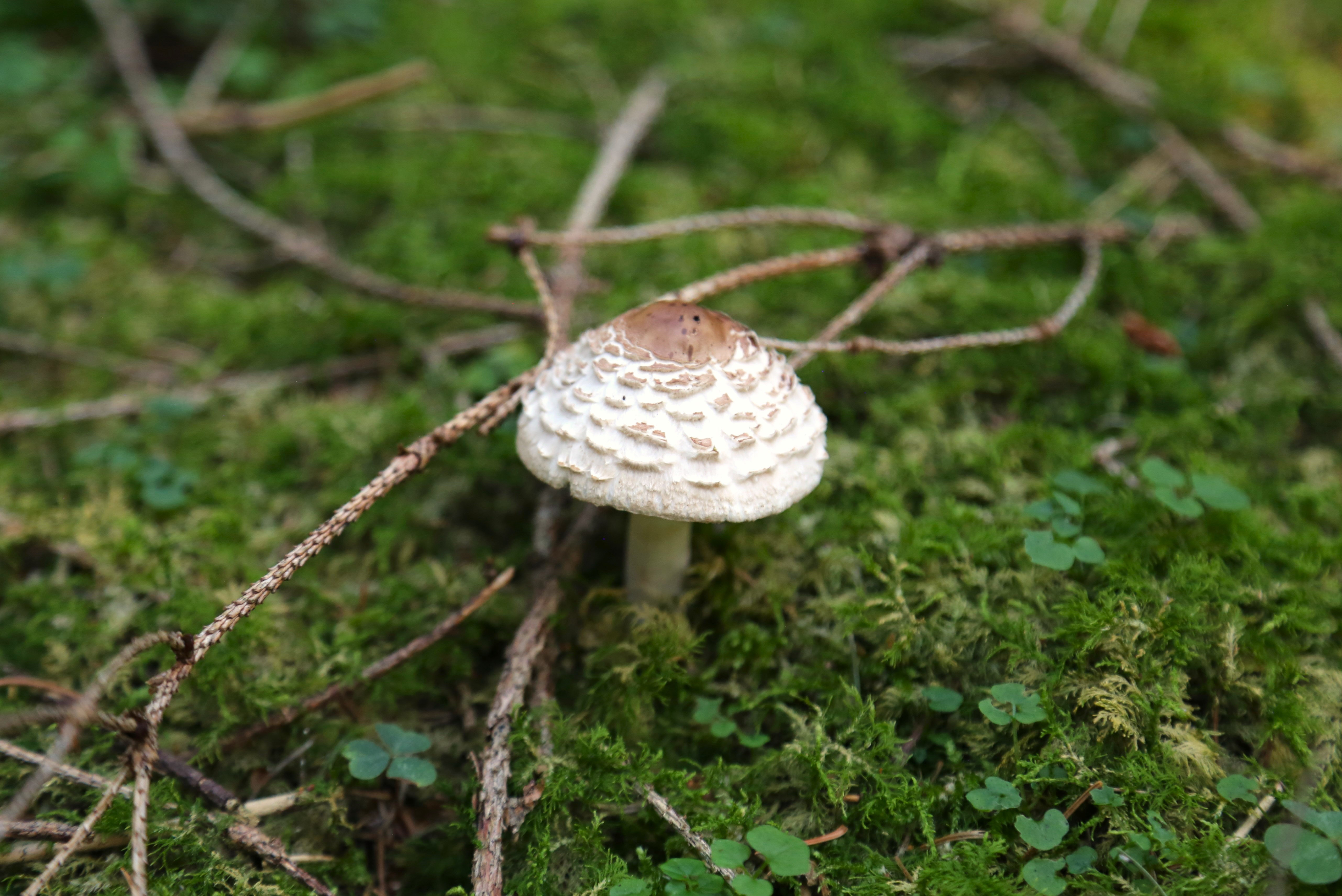 Pina Earth: Creating a climate-resilient forest in Germany, Bavaria & Baden-Wurttemberg - Lindorf - Image 5