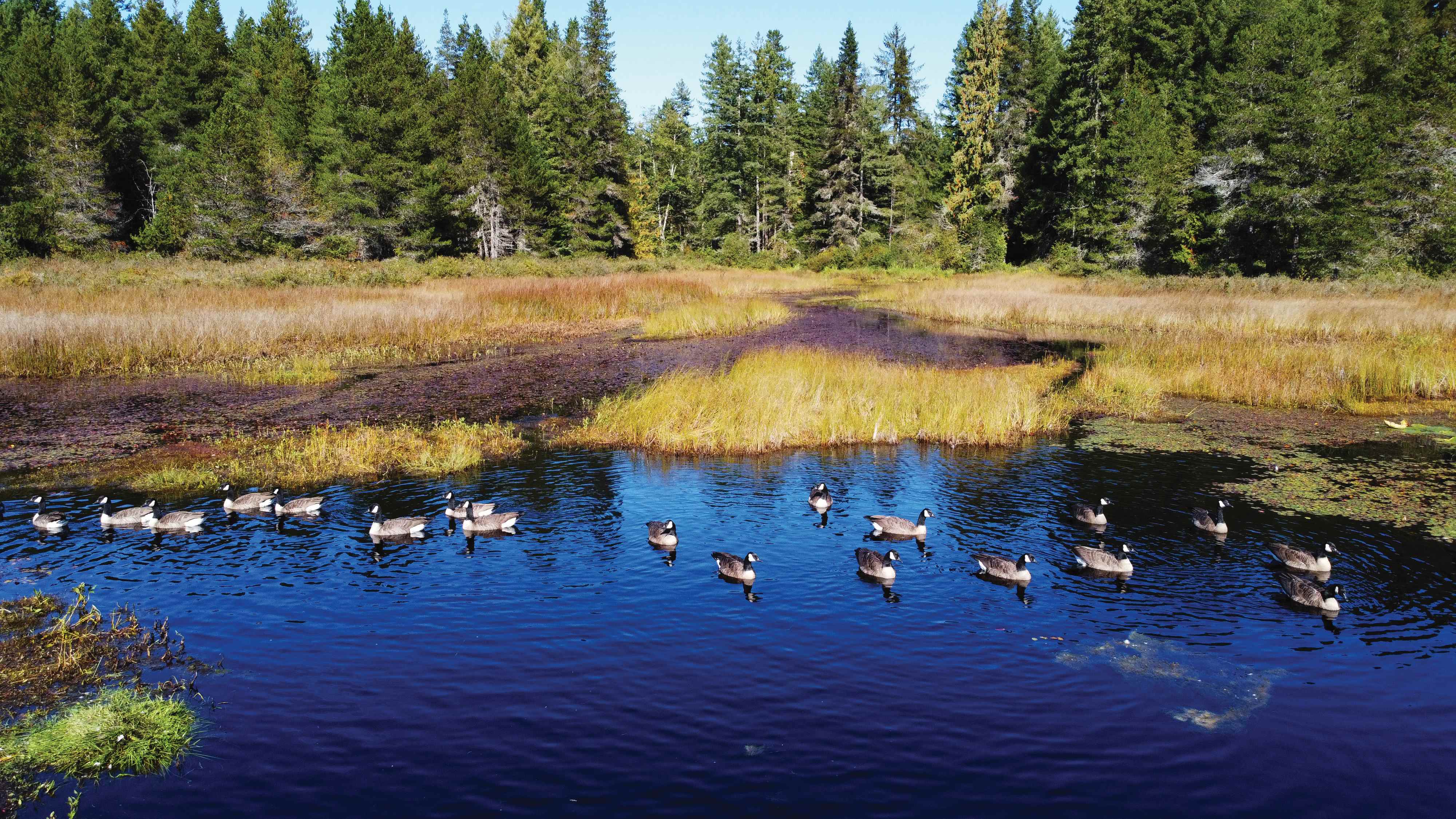 BIGCOAST FOREST CLIMATE INITIATIVE - Image 40