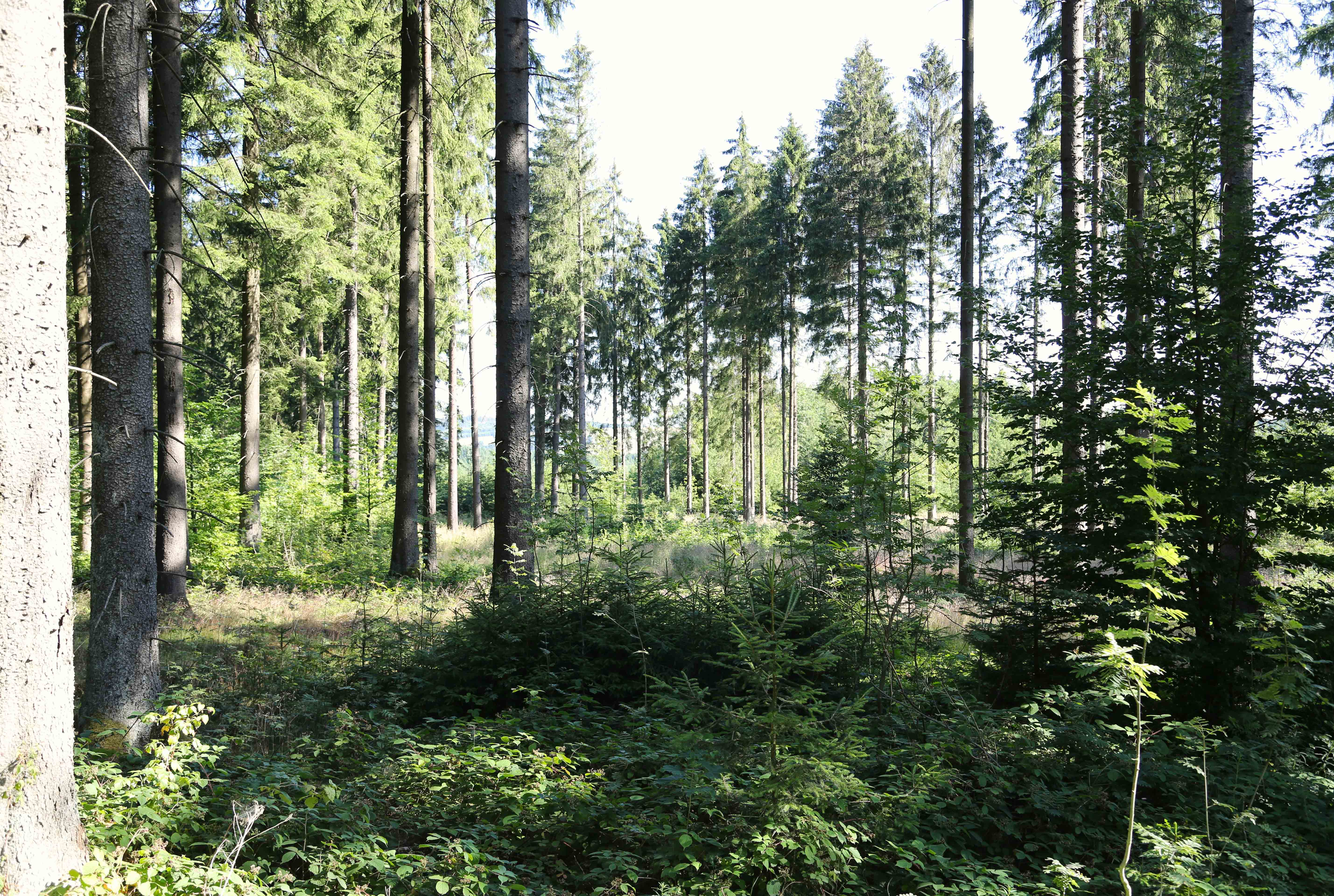 Pina Earth: Forest Adaptation in Germany, Thuringia - Schlegel - Image 2