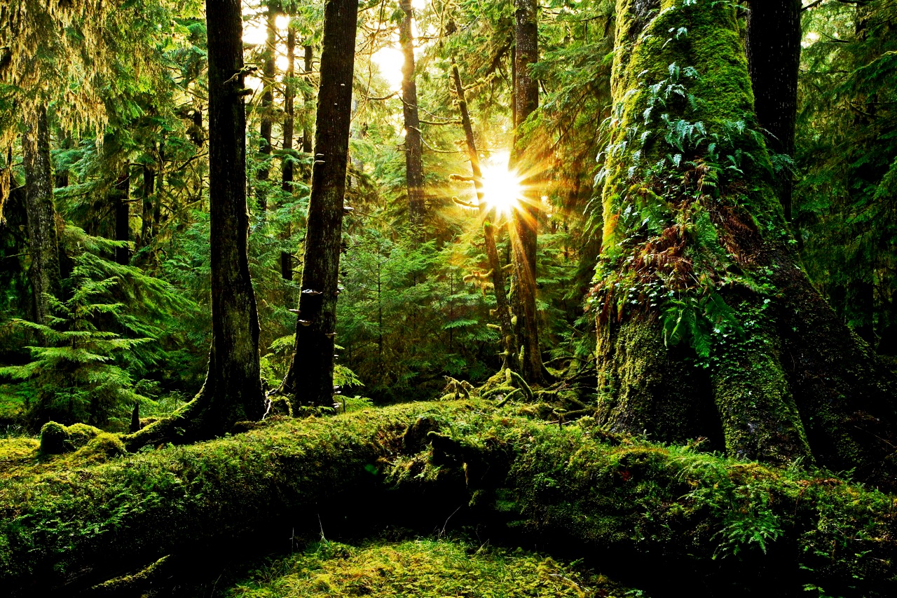 BIGCOAST FOREST CLIMATE INITIATIVE