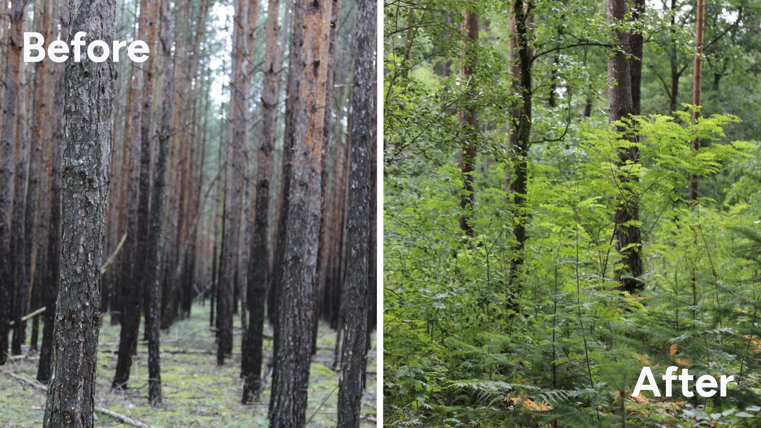 Pina Earth: Turning a monoculture into a biodiverse forest in Germany, Brandenburg - Luckaitz Valley - Image 1