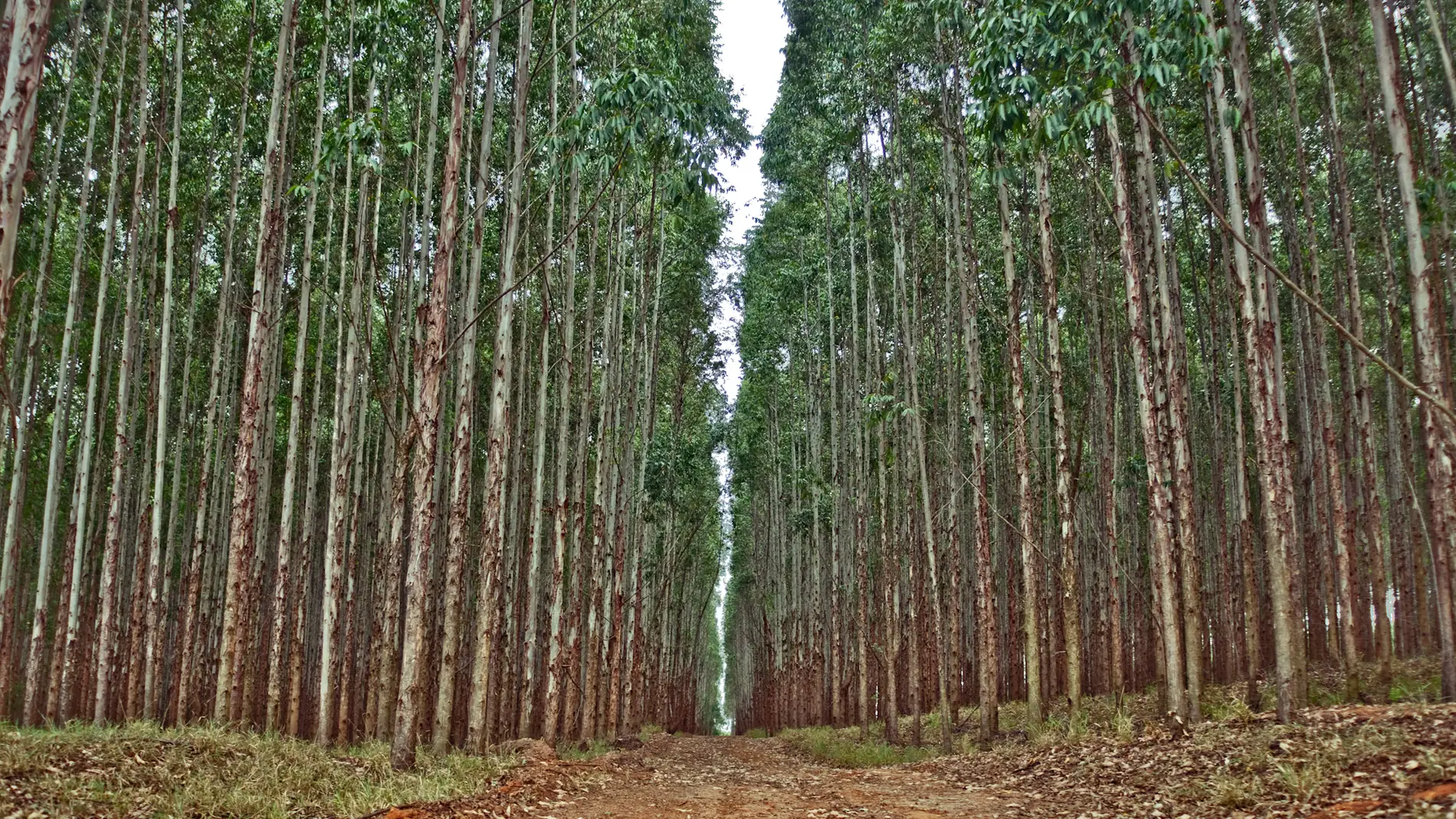 SUMIDERO MONTE BACHAO - Image 2