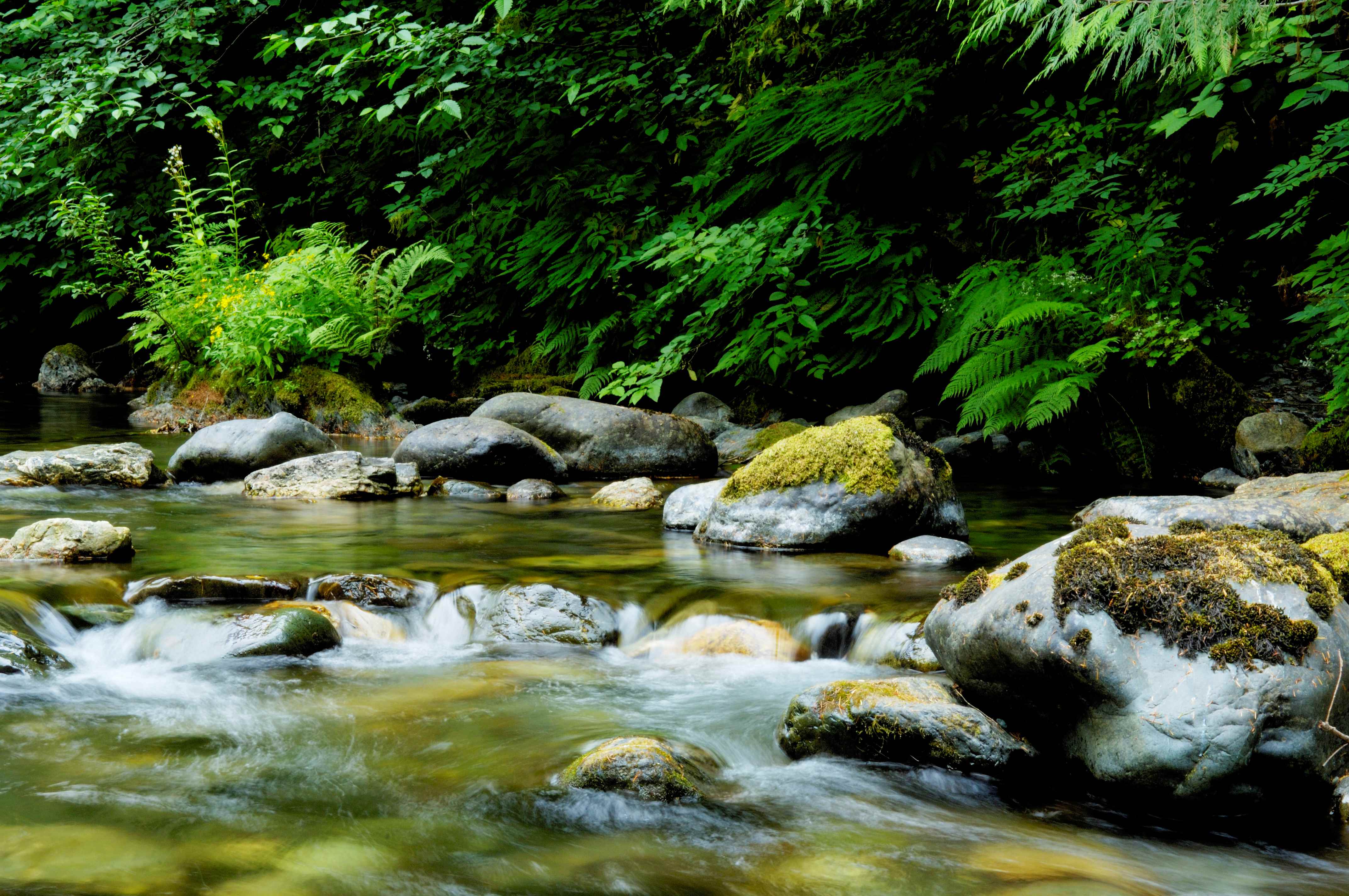 BIGCOAST FOREST CLIMATE INITIATIVE - Image 25