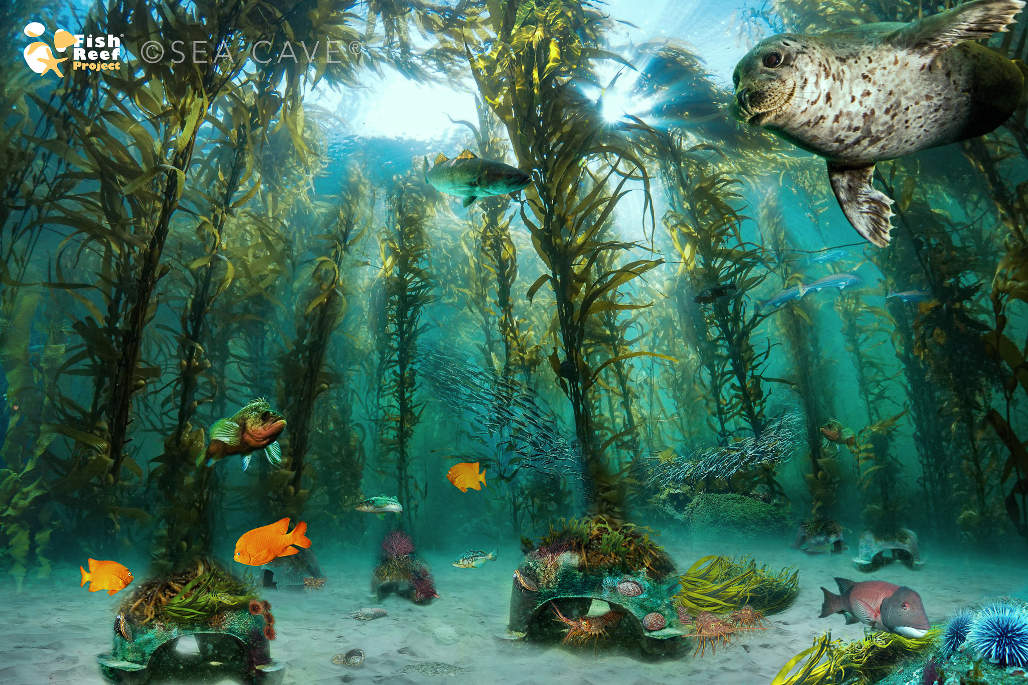 Sea Cave True Blue Carbon, Baja California, Mexico