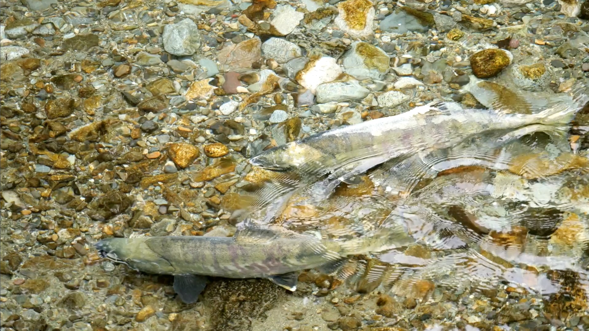 BIGCOAST FOREST CLIMATE INITIATIVE - Image 47