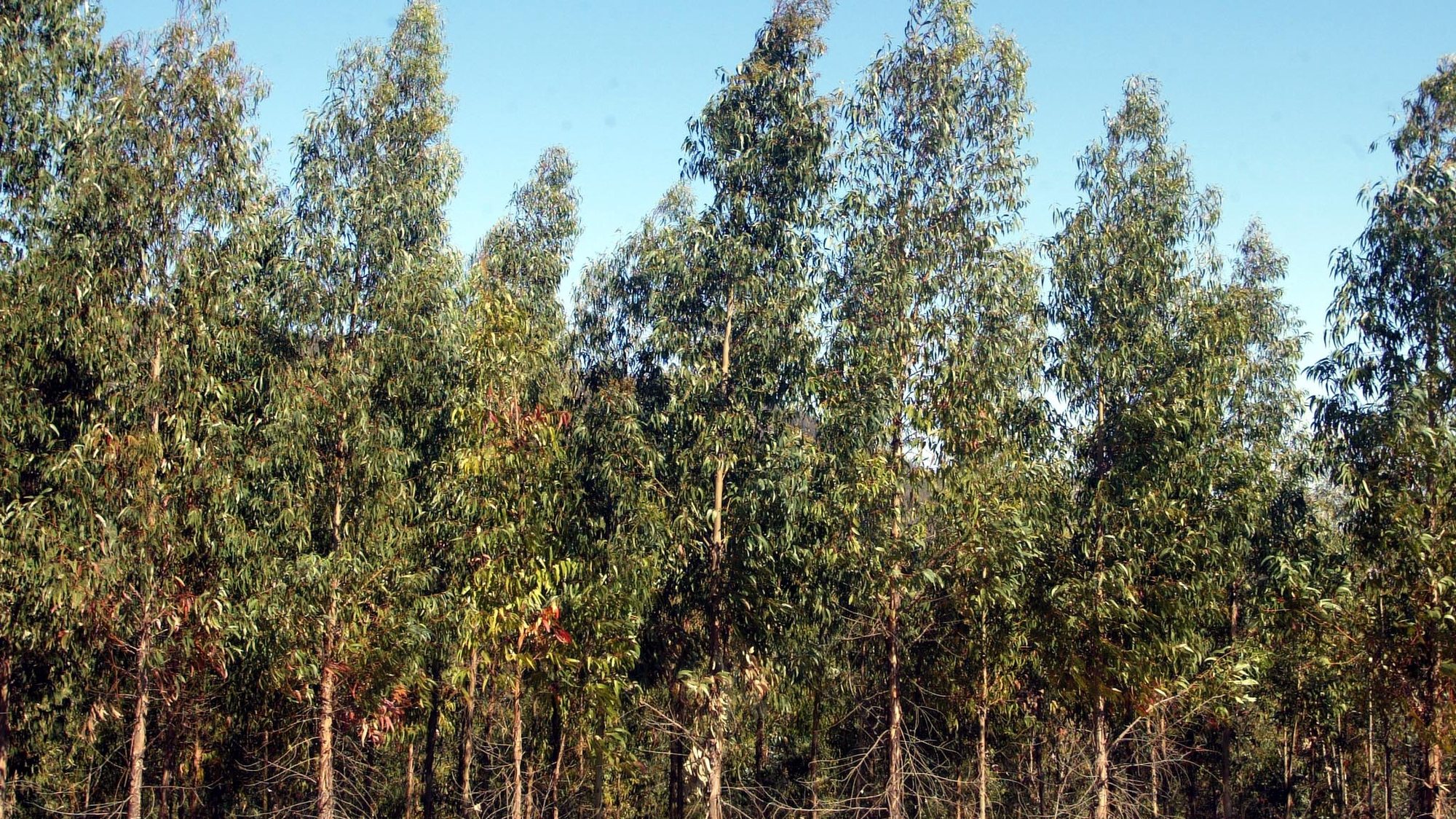 SUMIDERO MONTE BACHAO