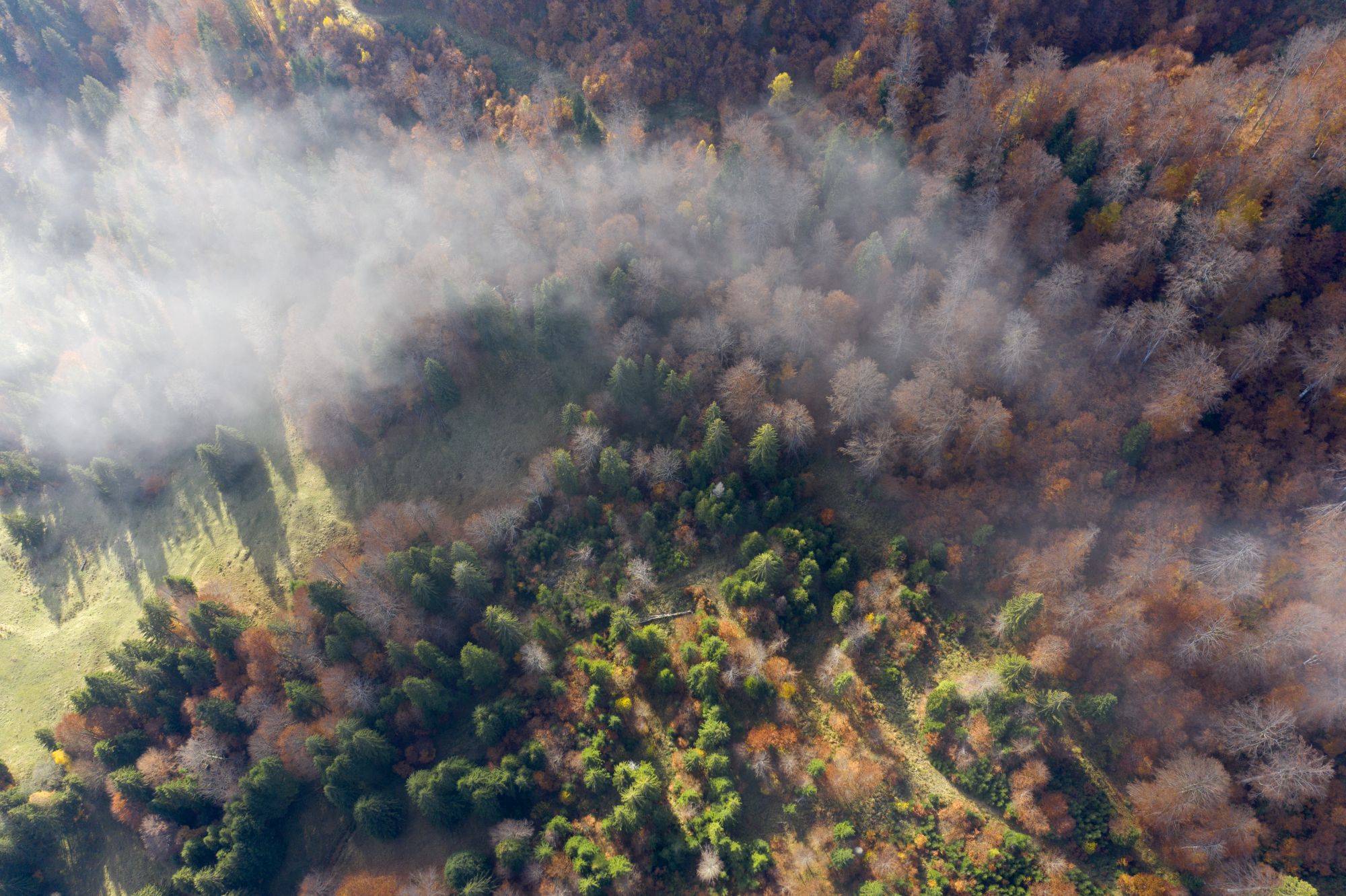 SILVADOR CLIMATE ACTION - Image 1