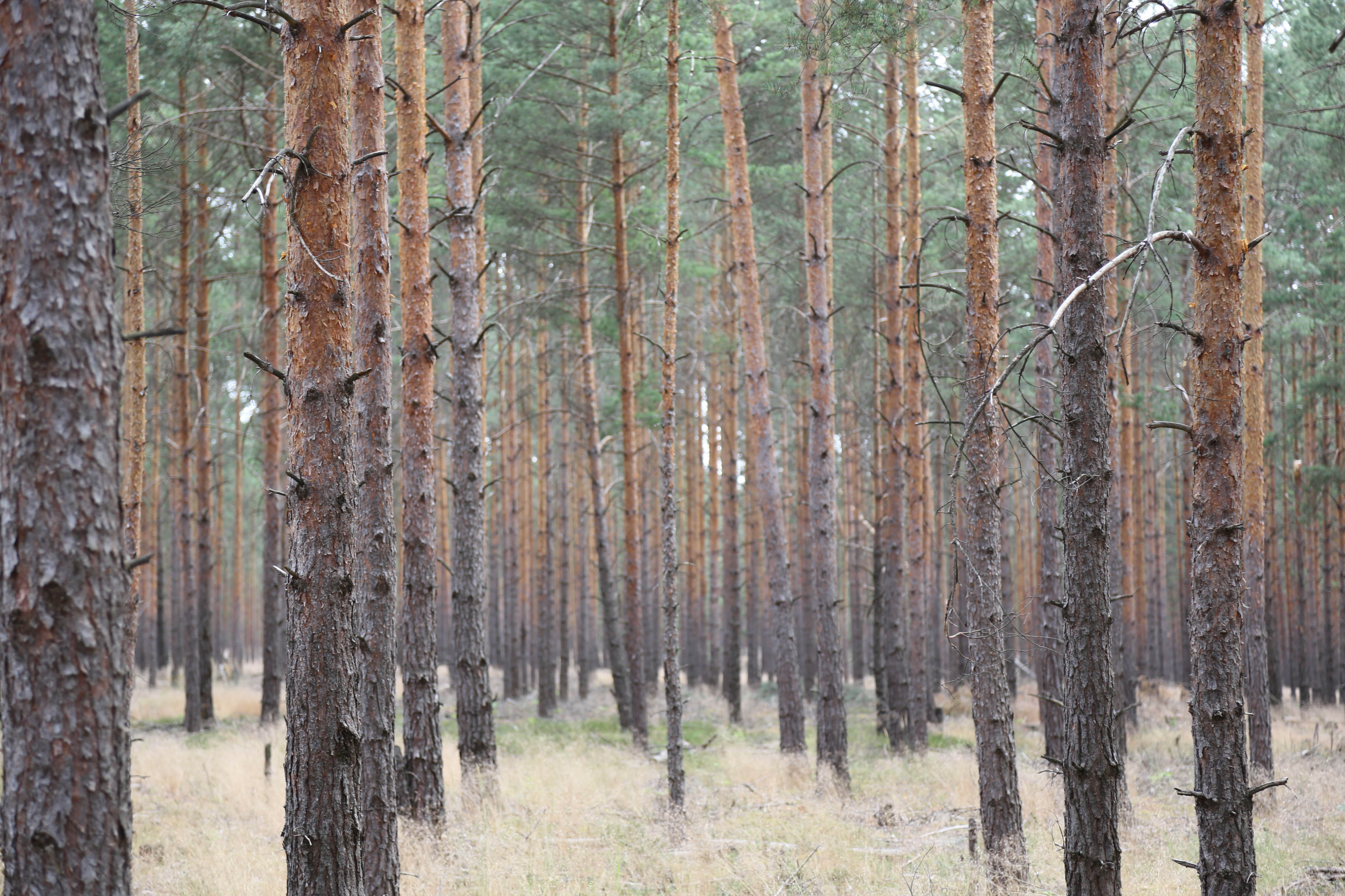 Pina Earth: Turning a monoculture into a biodiverse forest in Germany, Brandenburg - Luckaitz Valley - Image 3