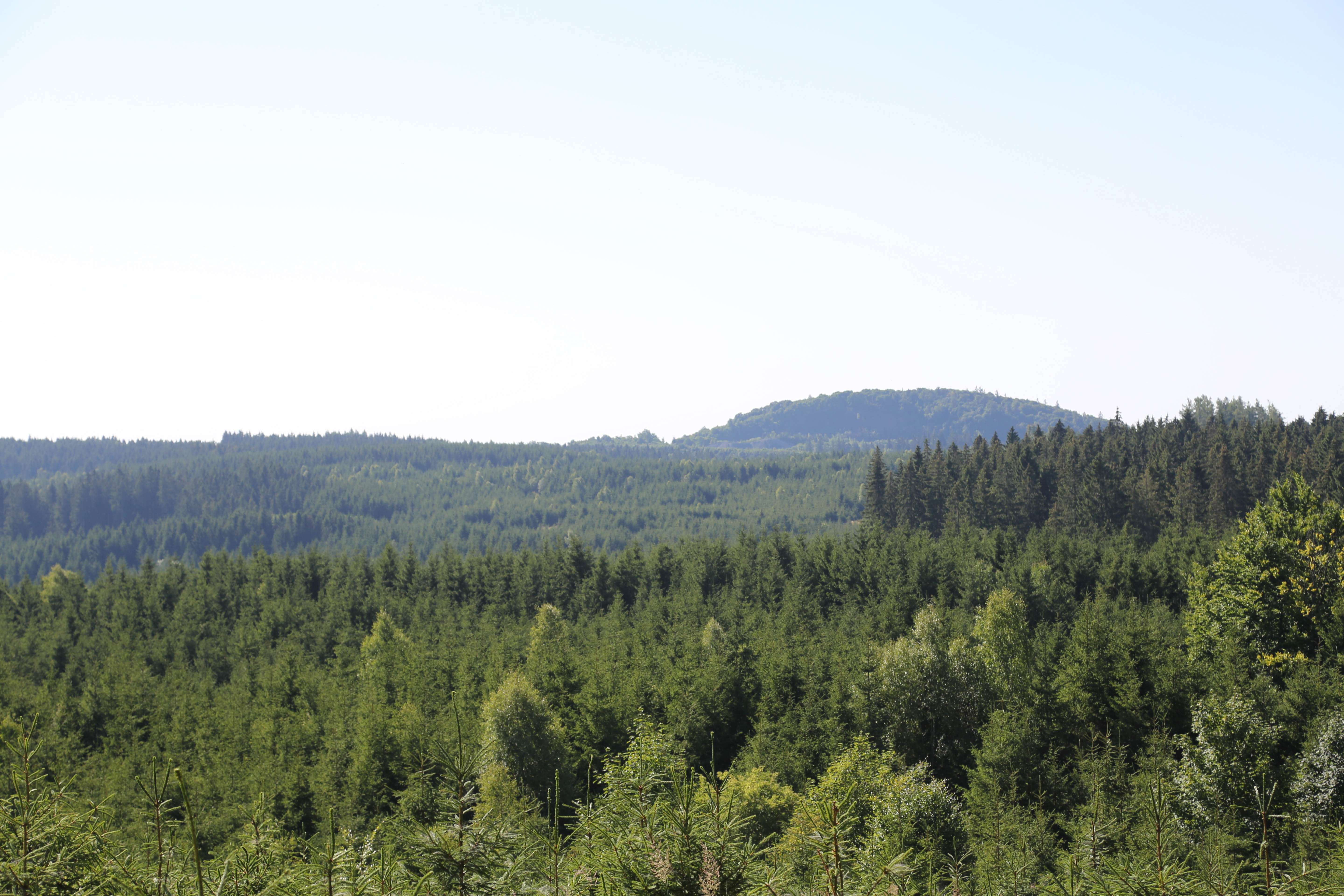 Pina Earth: Forest Adaptation in Germany, Thuringia - Schlegel - Image 5