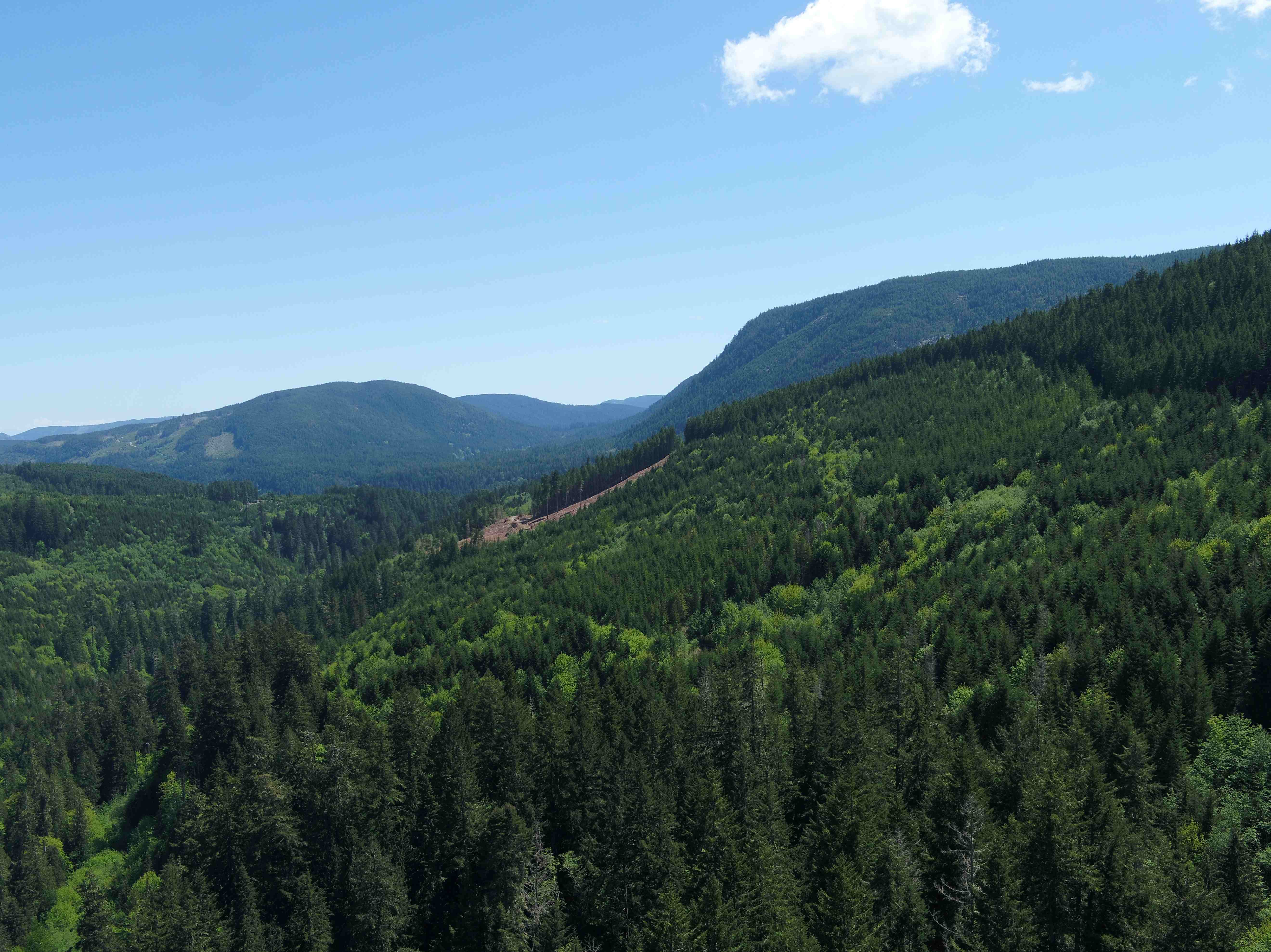 BIGCOAST FOREST CLIMATE INITIATIVE - Image 12