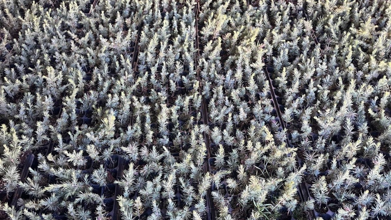 Co2 Carbon reforestación Arcos de la Frontera - Image 4