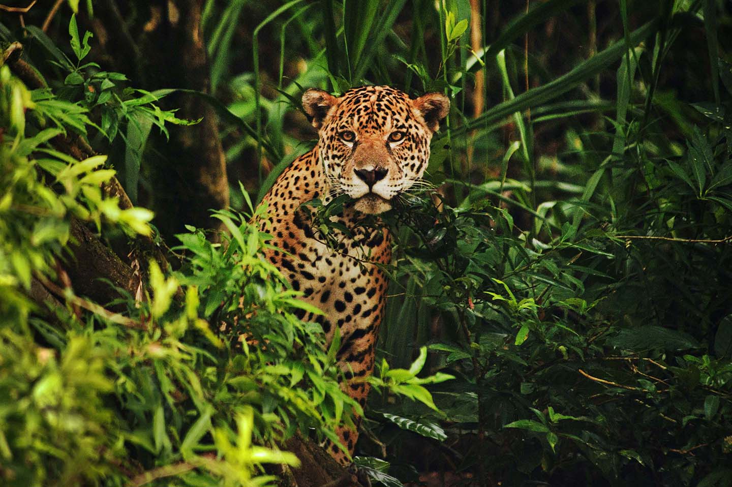 REDD+ THE LAST HABITAT