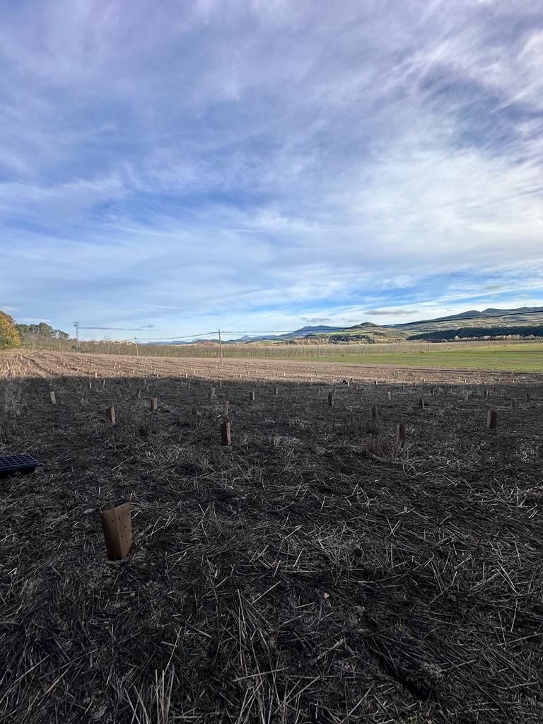 BOSQUE ELÍO - Image 1