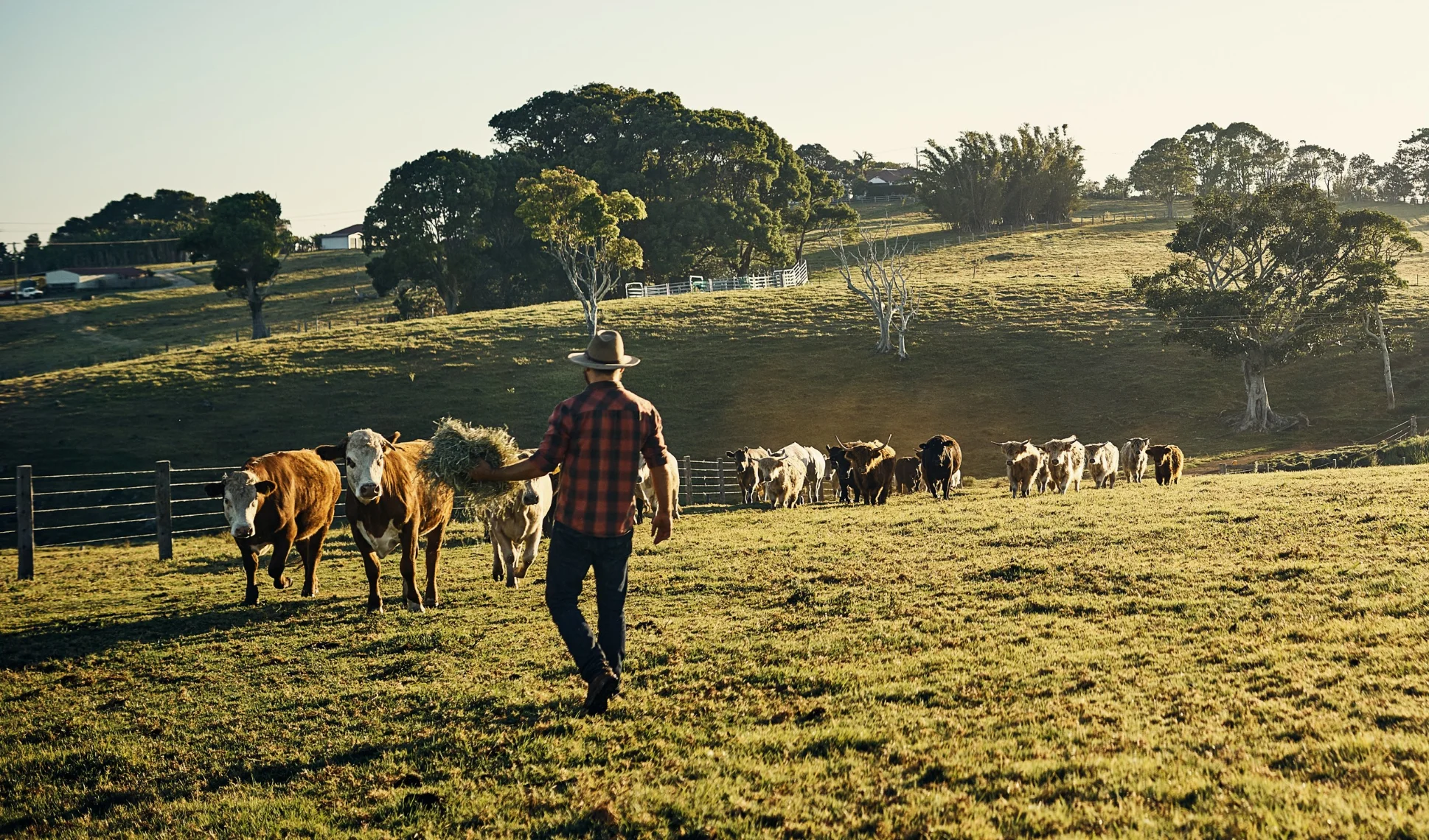 Regenerative Agriculture in the USA - Image 2