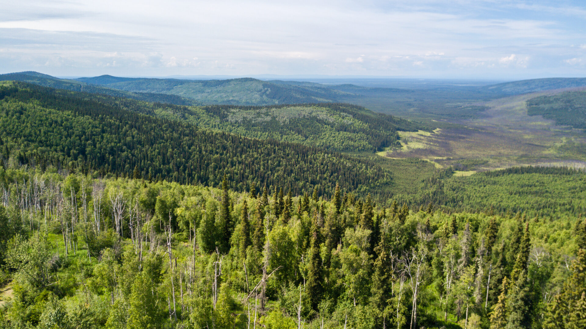 Doyon Native Community Forest Project - Image 2