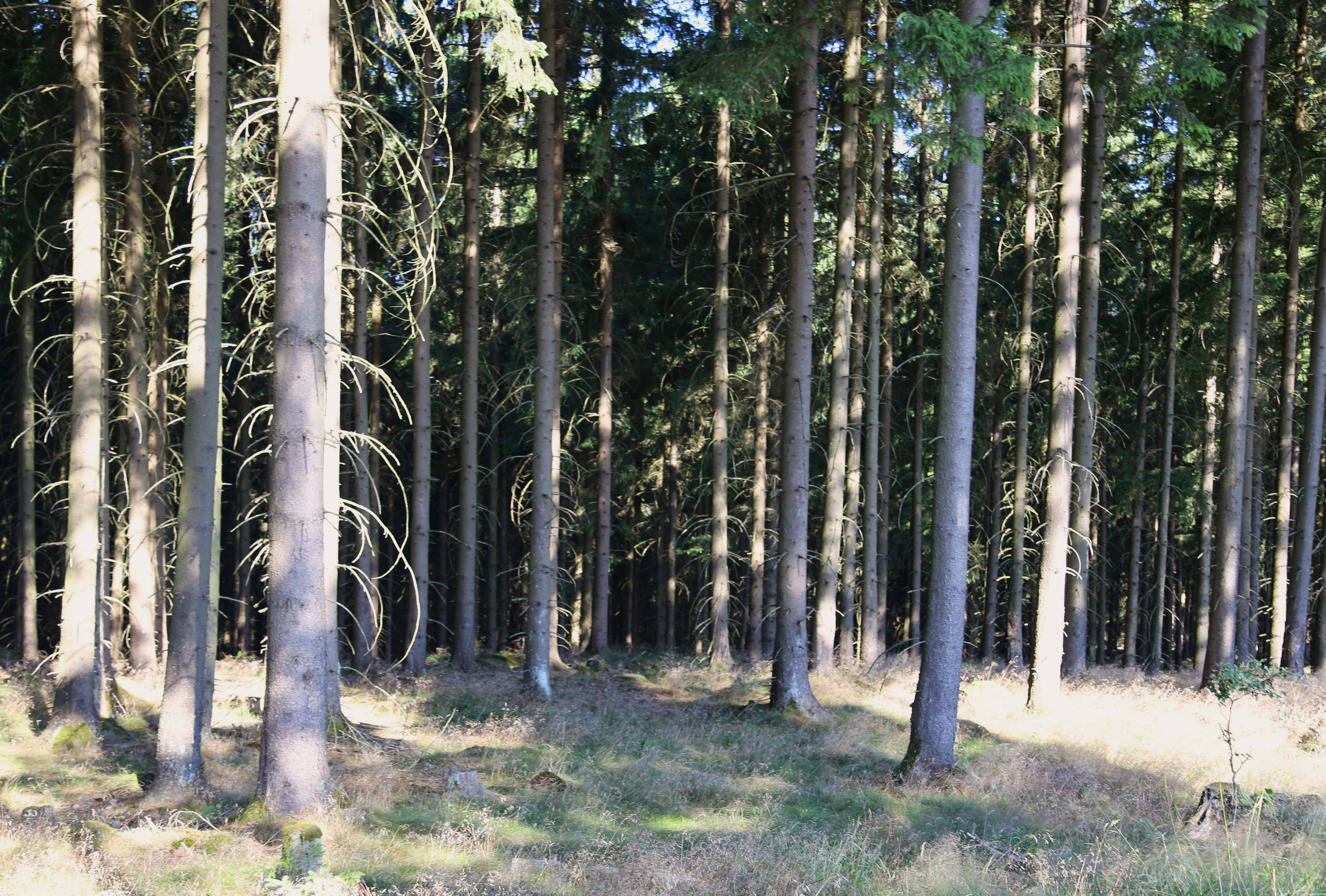 Pina Earth: Forest Adaptation in Germany, Thuringia - Schlegel - Image 4