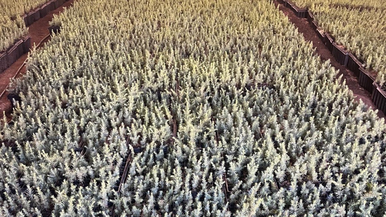 Co2 Carbon reforestación Arcos de la Frontera - Image 3