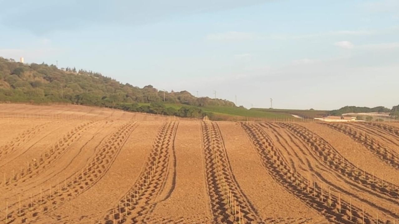 Co2 Carbon reforestación Arcos de la Frontera - Image 1