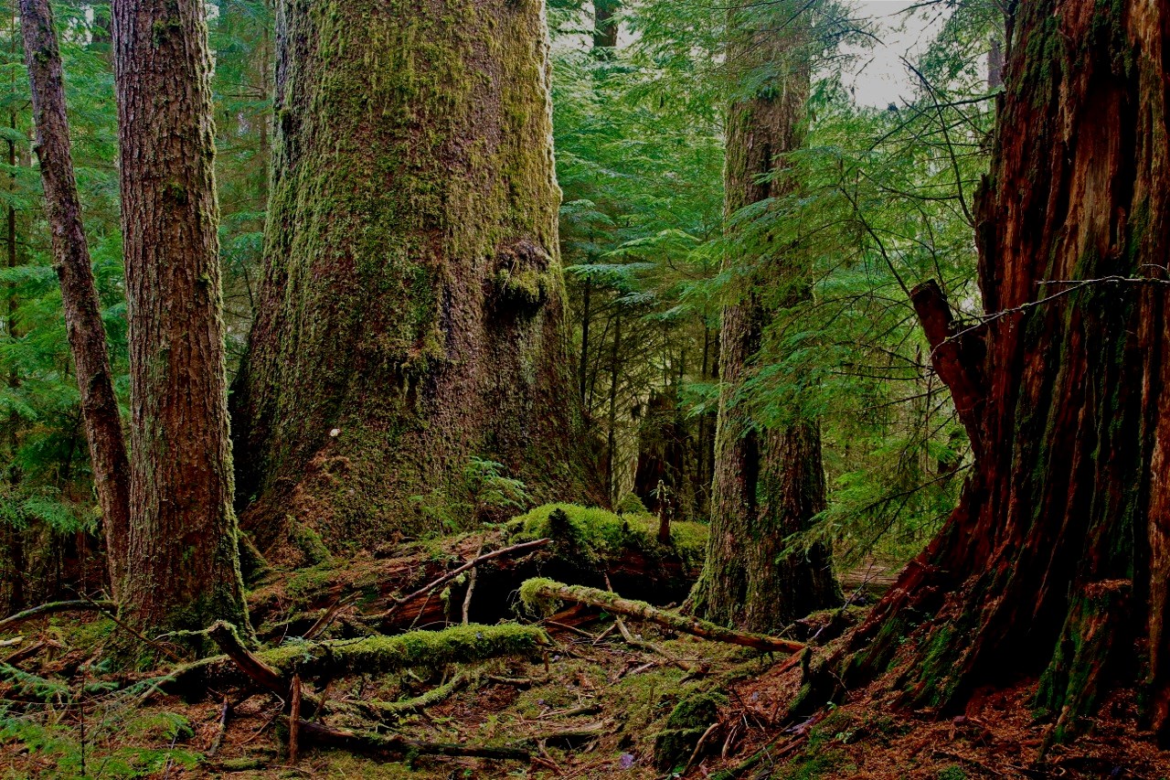 BIGCOAST FOREST CLIMATE INITIATIVE - Image 14