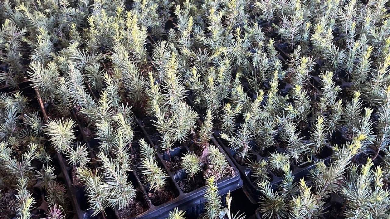 Co2 Carbon reforestación Arcos de la Frontera