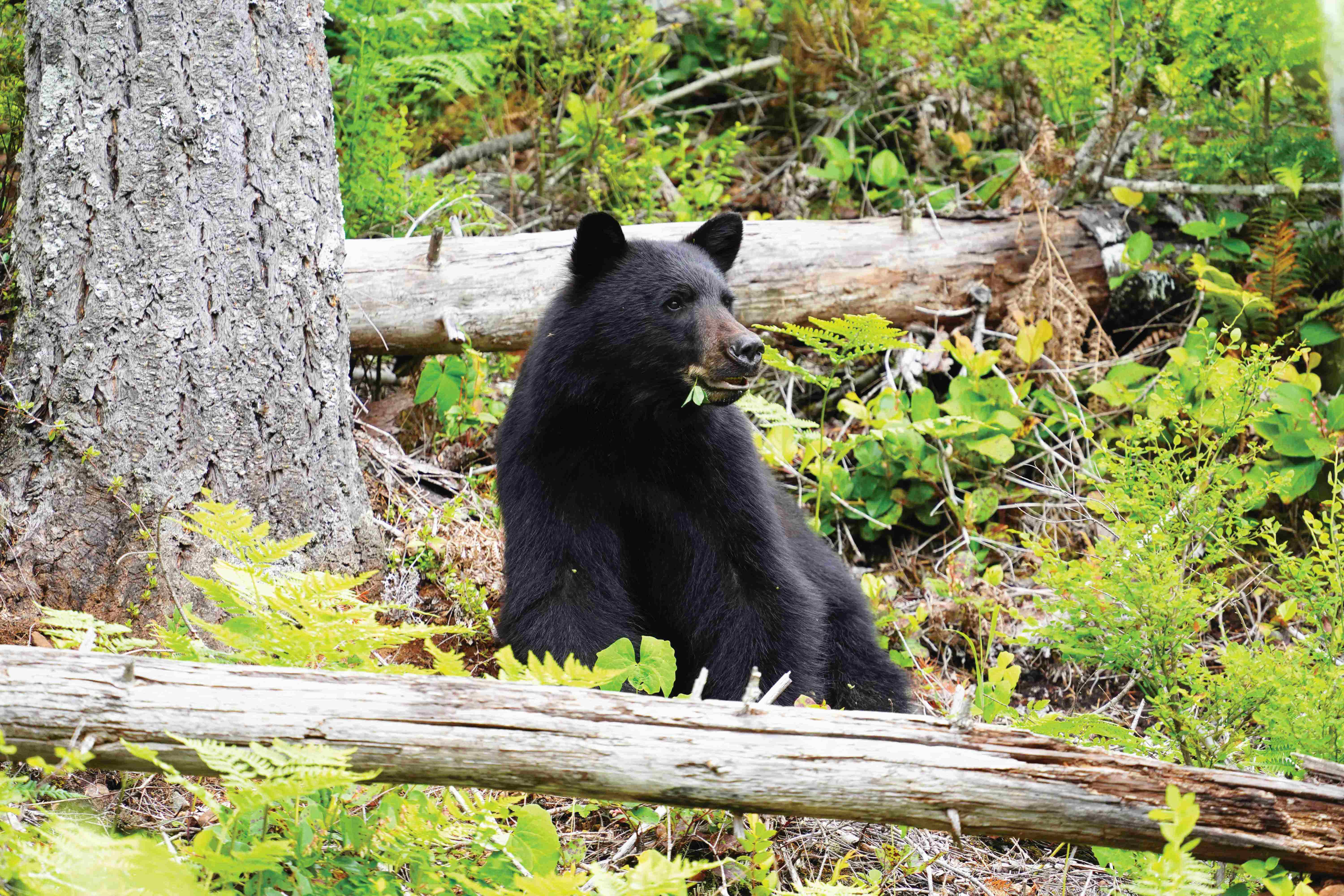 BIGCOAST FOREST CLIMATE INITIATIVE - Image 21