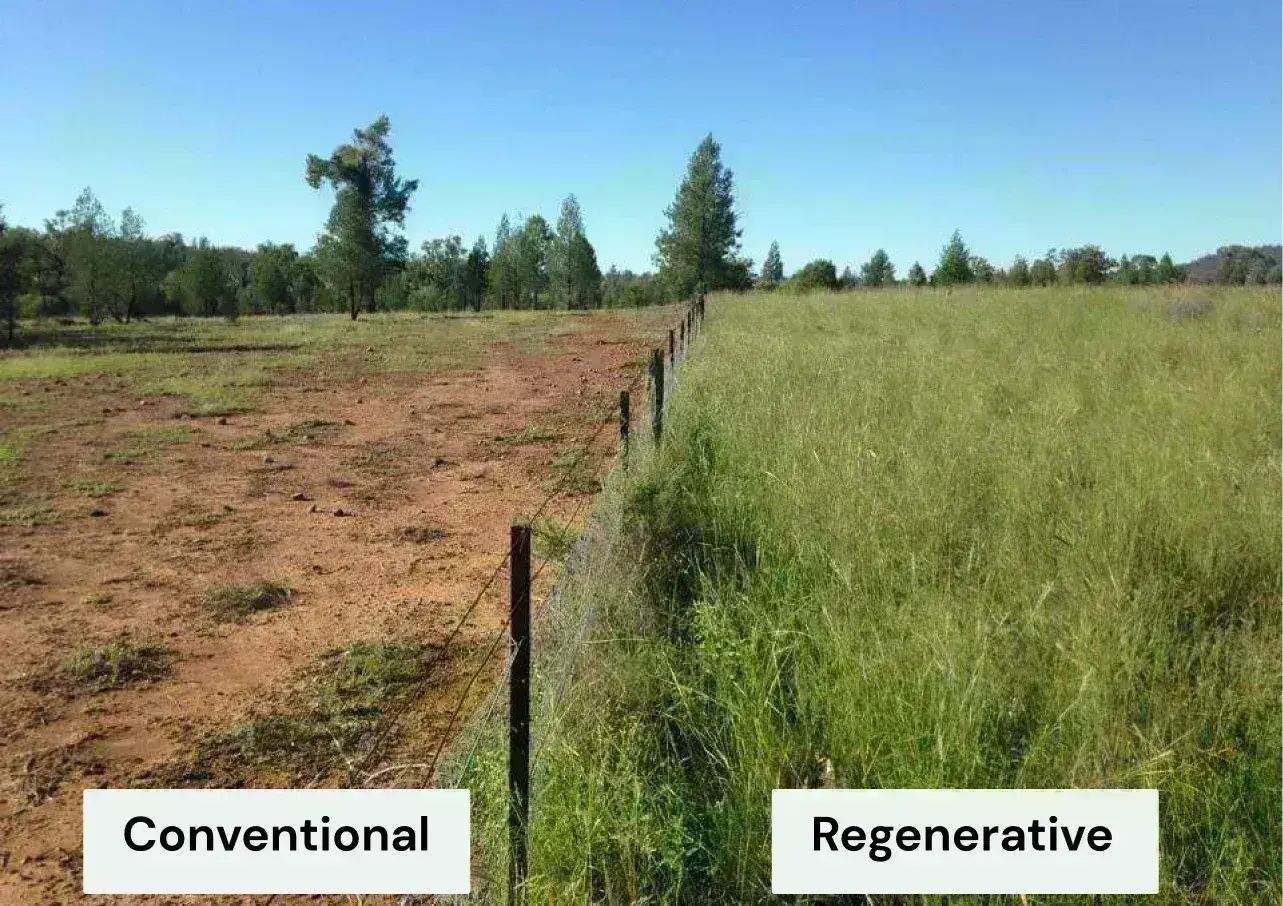 Regenerative Agriculture in the USA