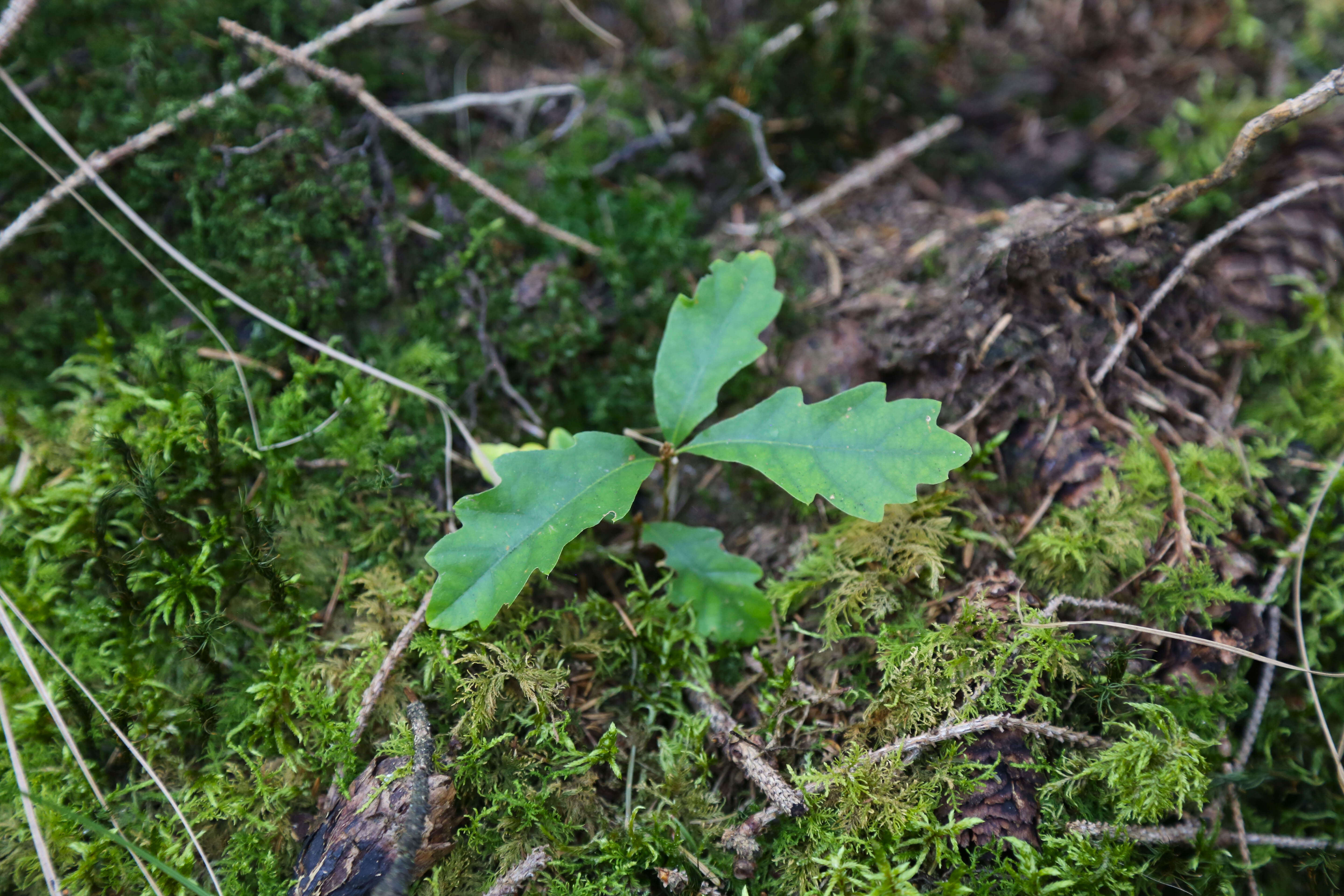 Pina Earth: Creating a climate-resilient forest in Germany, Bavaria & Baden-Wurttemberg - Lindorf - Image 6