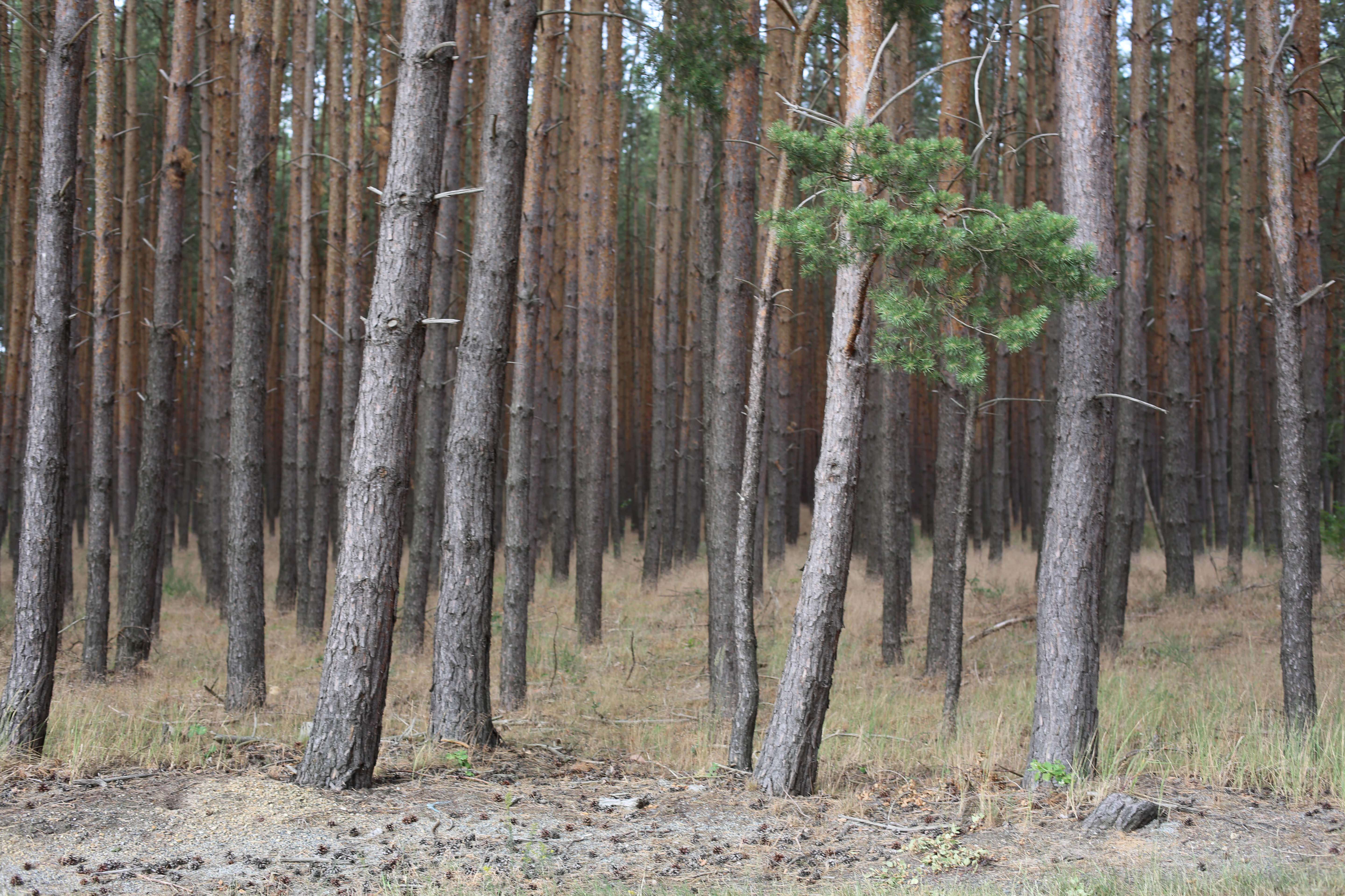 Pina Earth: Turning a monoculture into a biodiverse forest in Germany, Brandenburg - Luckaitz Valley - Image 6