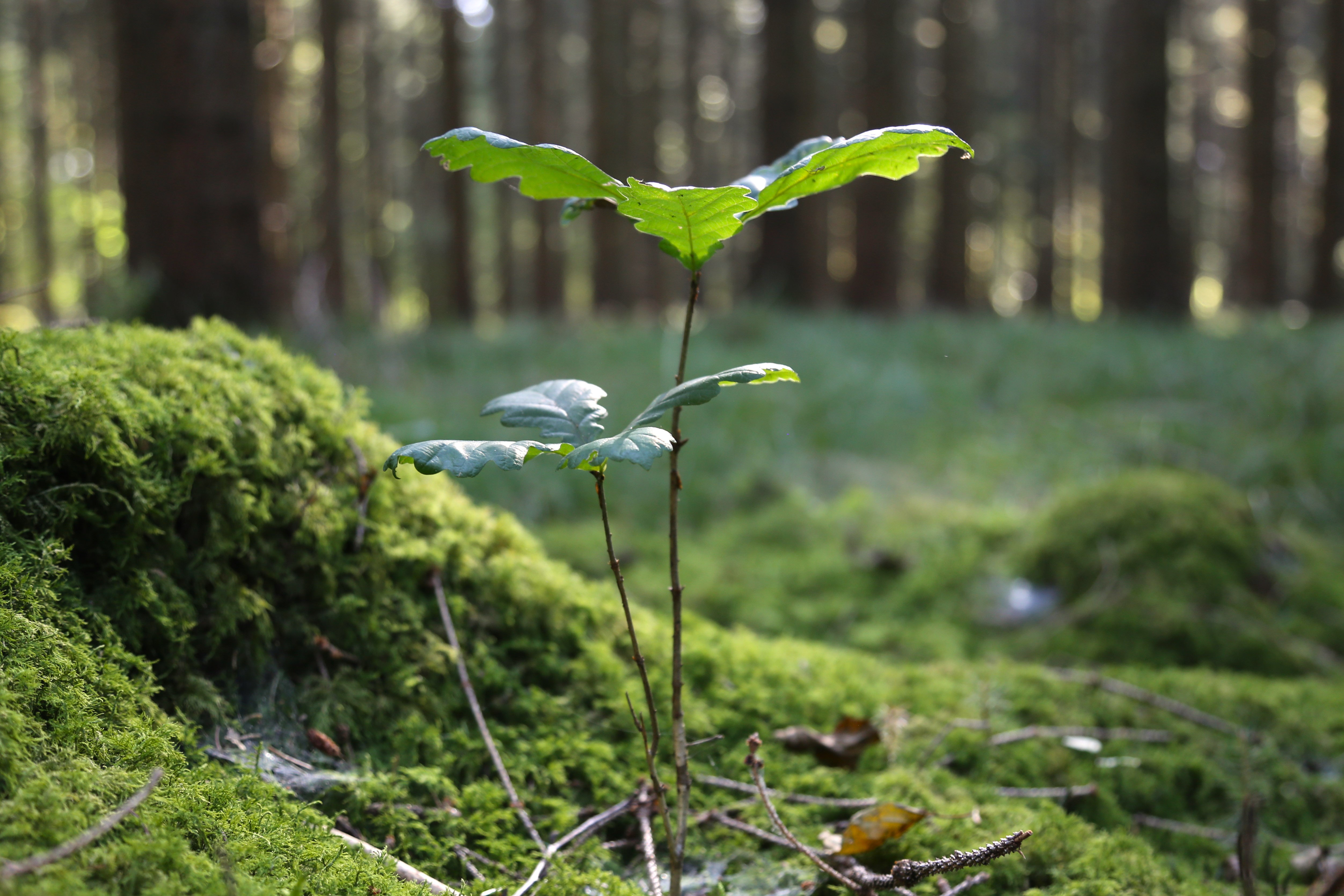Pina Earth: Creating a climate-resilient forest in Germany, Bavaria & Baden-Wurttemberg - Lindorf