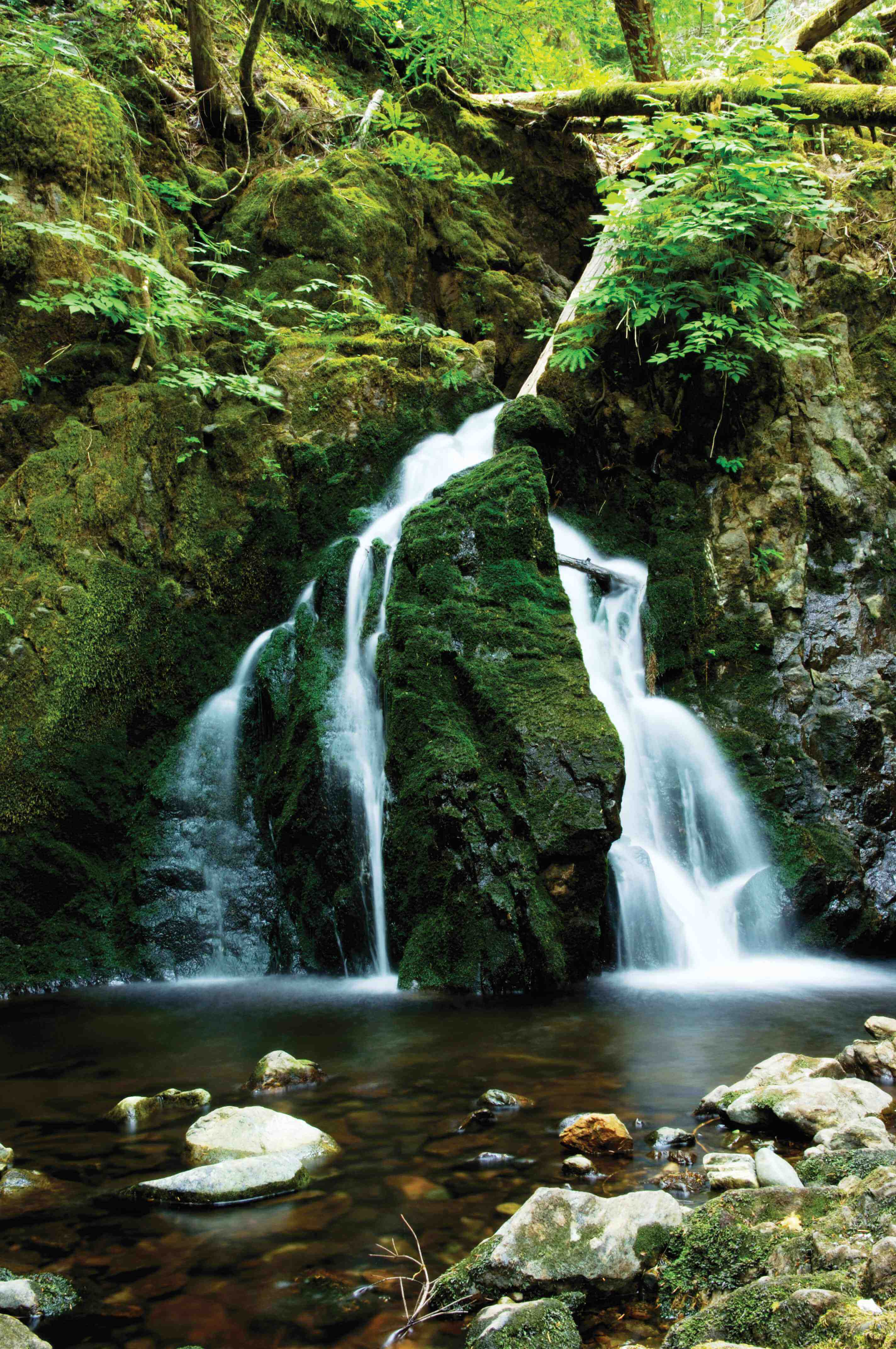 BIGCOAST FOREST CLIMATE INITIATIVE - Image 13